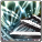 Hasing Dance icon